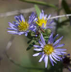 Willowleaf aster